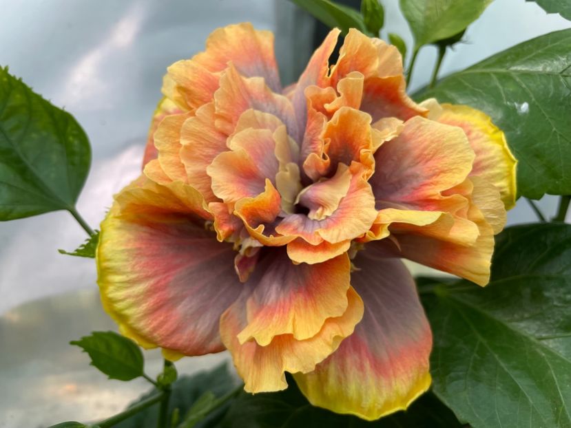  - 0006 - Hibiscusi 2025 - 2