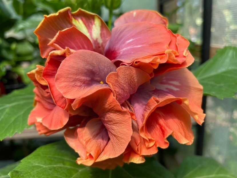  - 0006 - Hibiscusi 2025 - 2