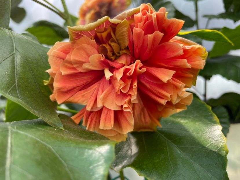  - 0006 - Hibiscusi 2025 - 2