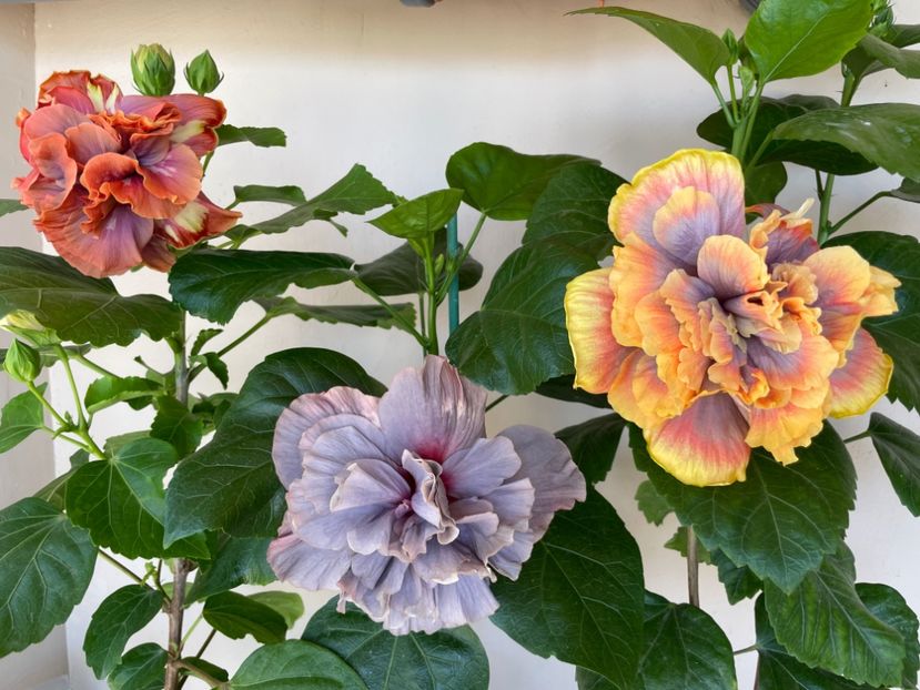  - 0006 - Hibiscusi 2025 - 2