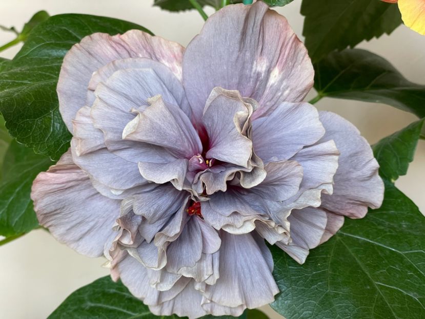  - 0006 - Hibiscusi 2025 - 2