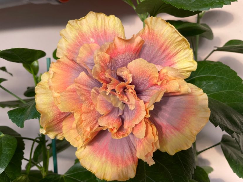  - 0006 - Hibiscusi 2025 - 2