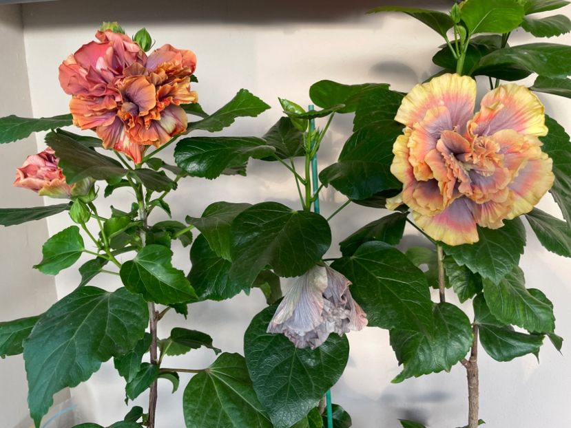  - 0006 - Hibiscusi 2025 - 2