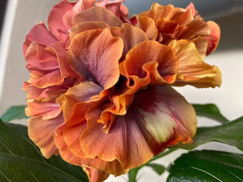  - 0006 - Hibiscusi 2025 - 2