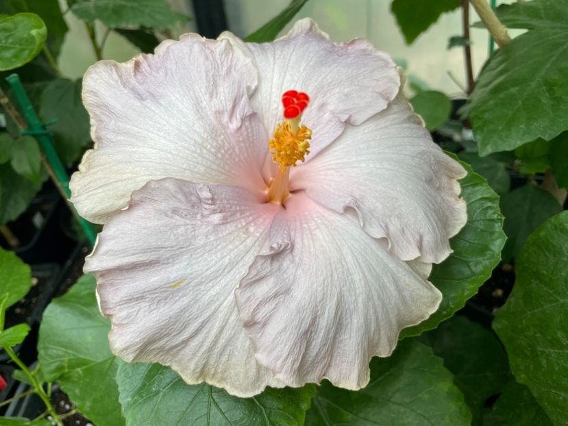  - 0006 - Hibiscusi 2025 - 2