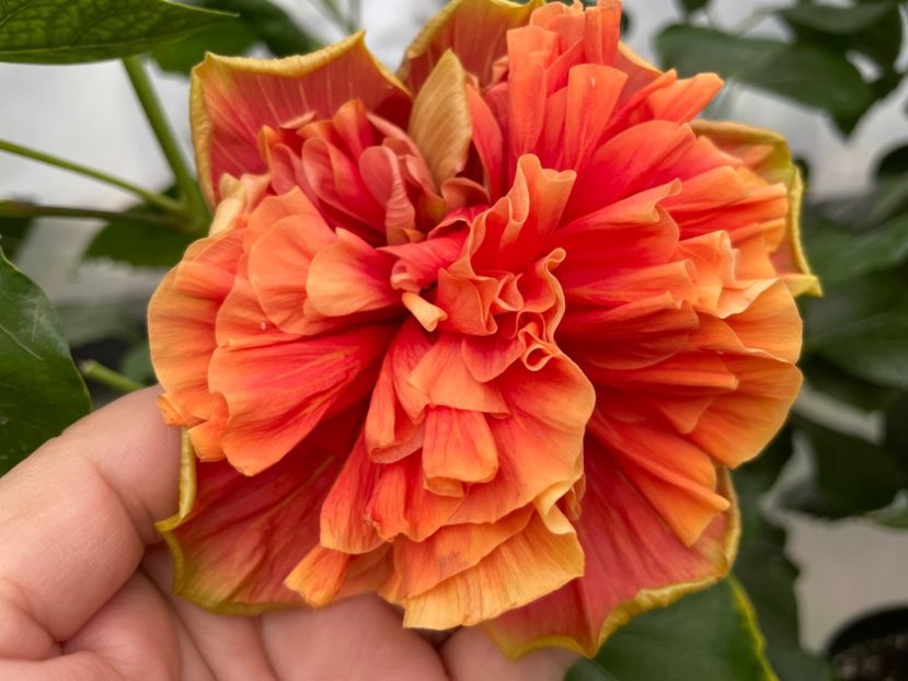  - 0006 - Hibiscusi 2025 - 2