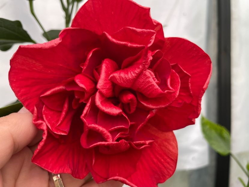  - 0006 - Hibiscusi 2025 - 2