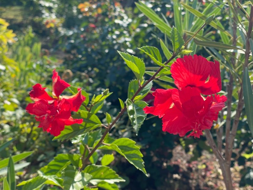  - 0006 - Hibiscusi 2025 - 2
