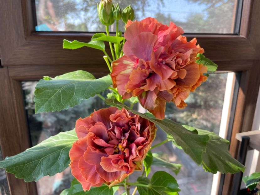  - 0006 - Hibiscusi 2025 - 2