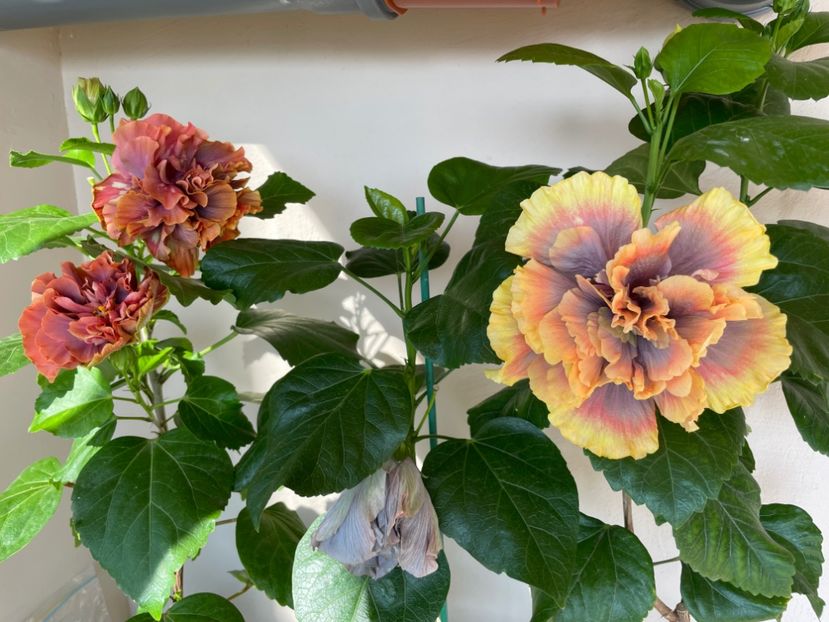  - 0006 - Hibiscusi 2025 - 2