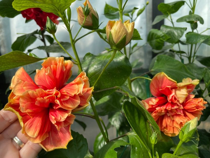  - 0006 - Hibiscusi 2025 - 2