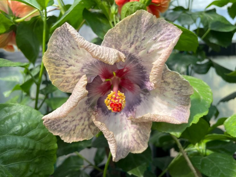  - 0006 - Hibiscusi 2025 - 2