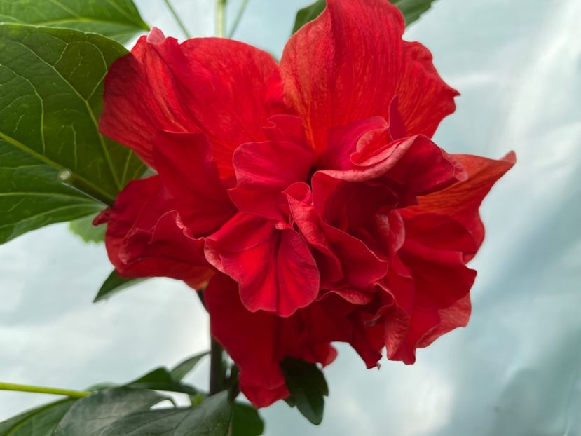  - 0006 - Hibiscusi 2025 - 2