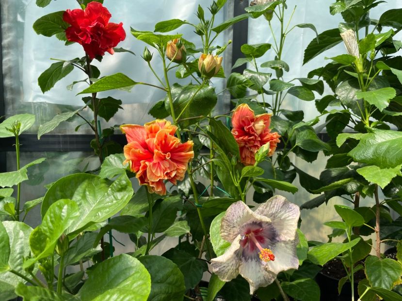  - 0006 - Hibiscusi 2025 - 2