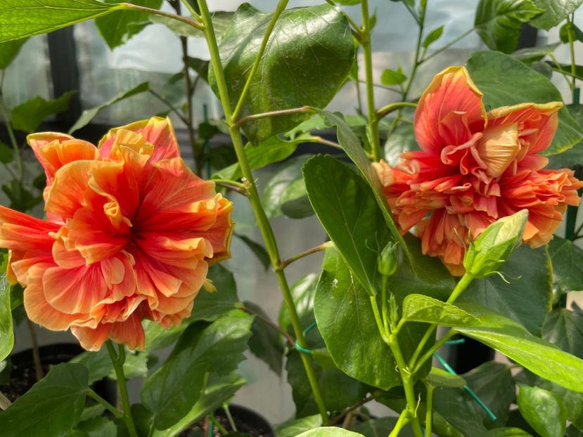  - 0006 - Hibiscusi 2025 - 2