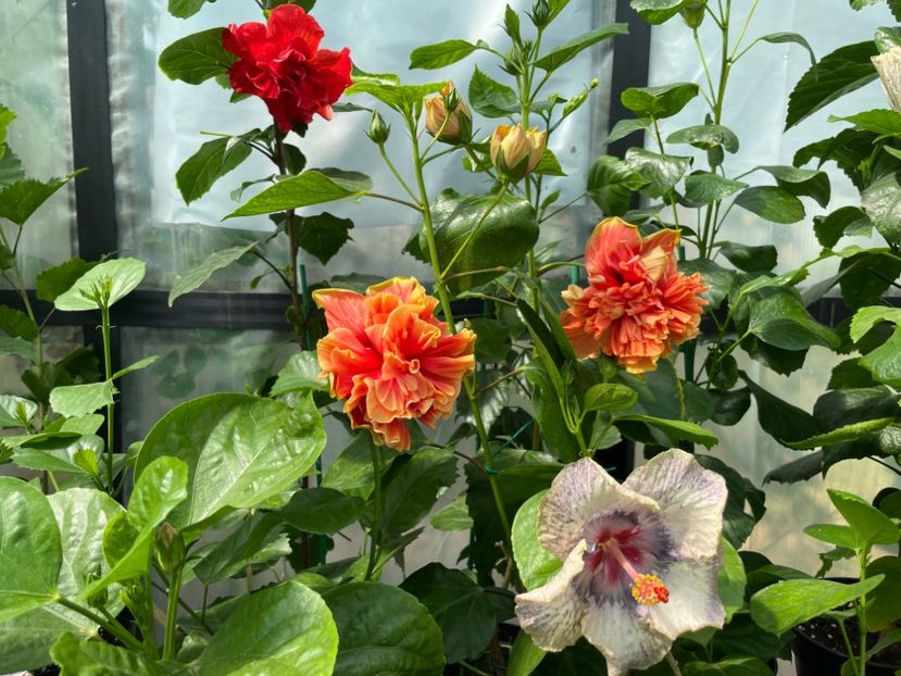  - 0006 - Hibiscusi 2025 - 2