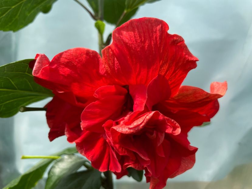  - 0006 - Hibiscusi 2025 - 2