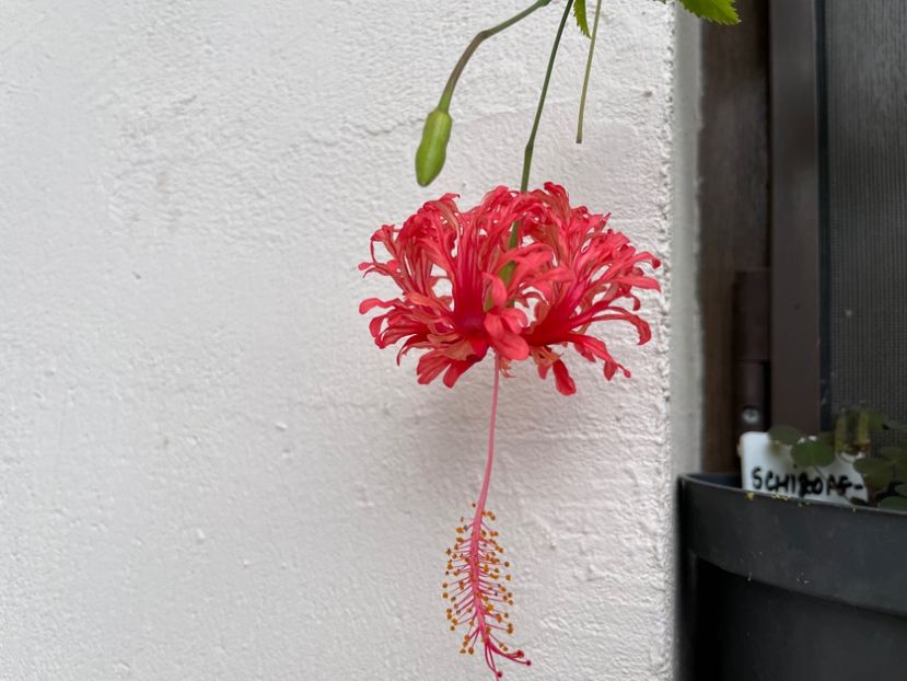  - 0006 - Hibiscusi 2025 - 2