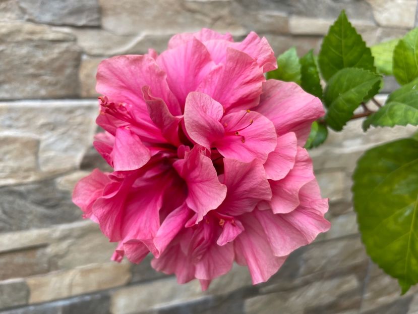  - 0006 - Hibiscusi 2025 - 2