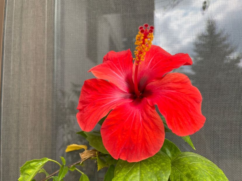  - 0006 - Hibiscusi 2025 - 2