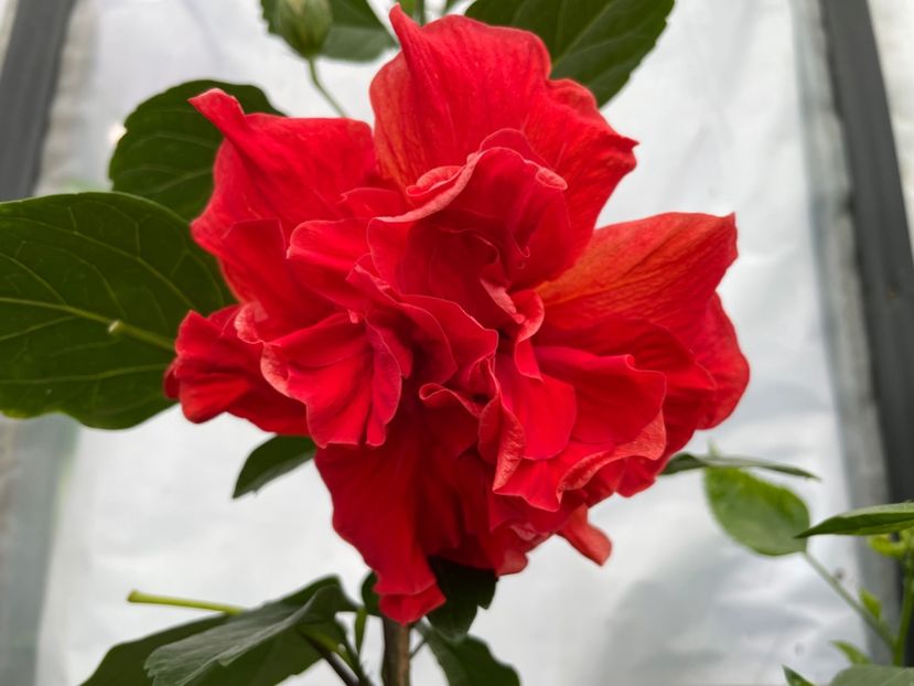  - 0006 - Hibiscusi 2025 - 2