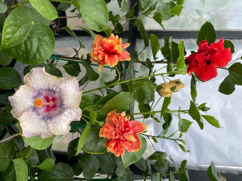  - 0006 - Hibiscusi 2025 - 2