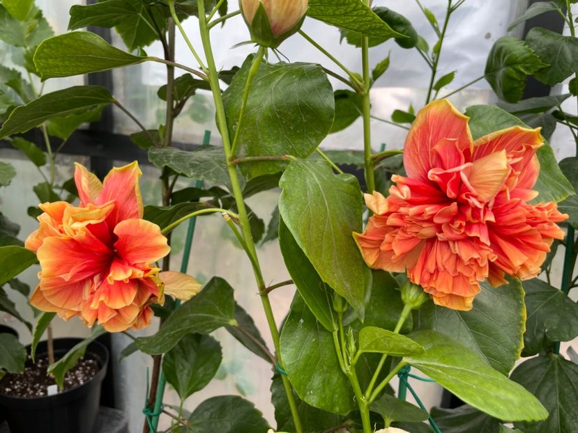  - 0006 - Hibiscusi 2025 - 2