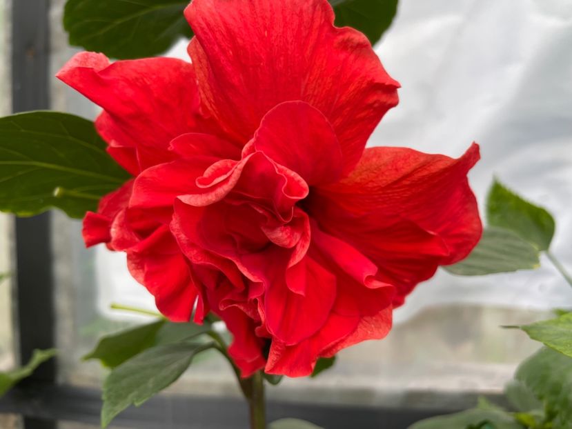  - 0006 - Hibiscusi 2025 - 2