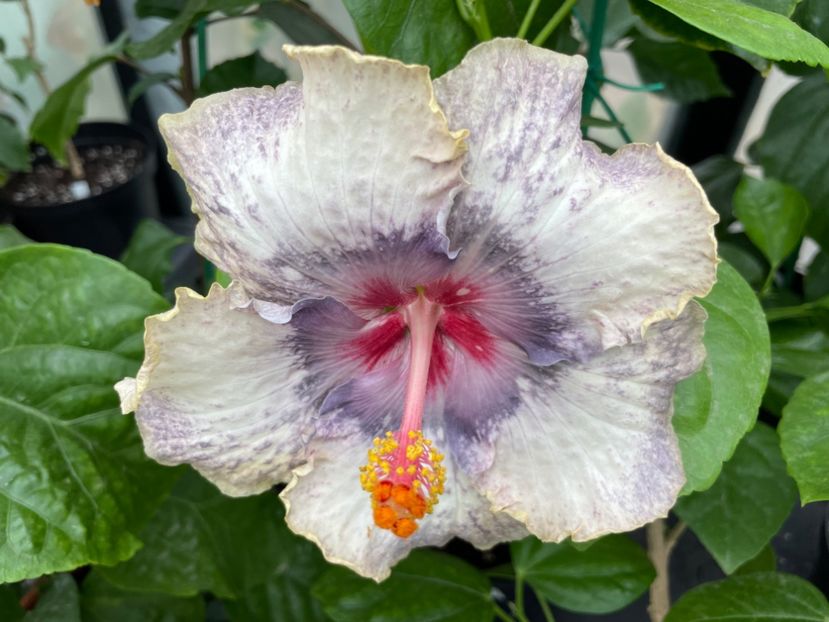  - 0006 - Hibiscusi 2025 - 2