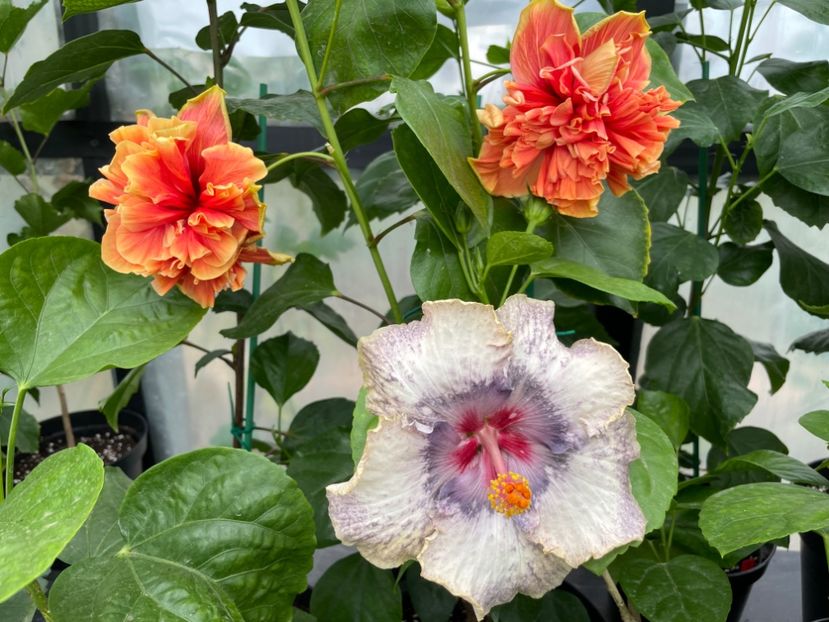  - 0006 - Hibiscusi 2025 - 2