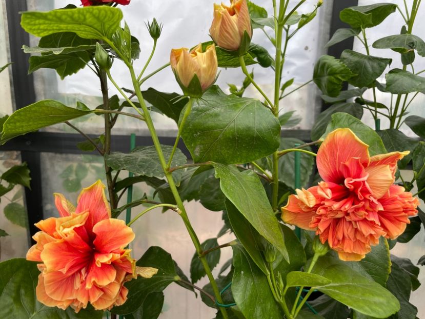  - 0006 - Hibiscusi 2025 - 2