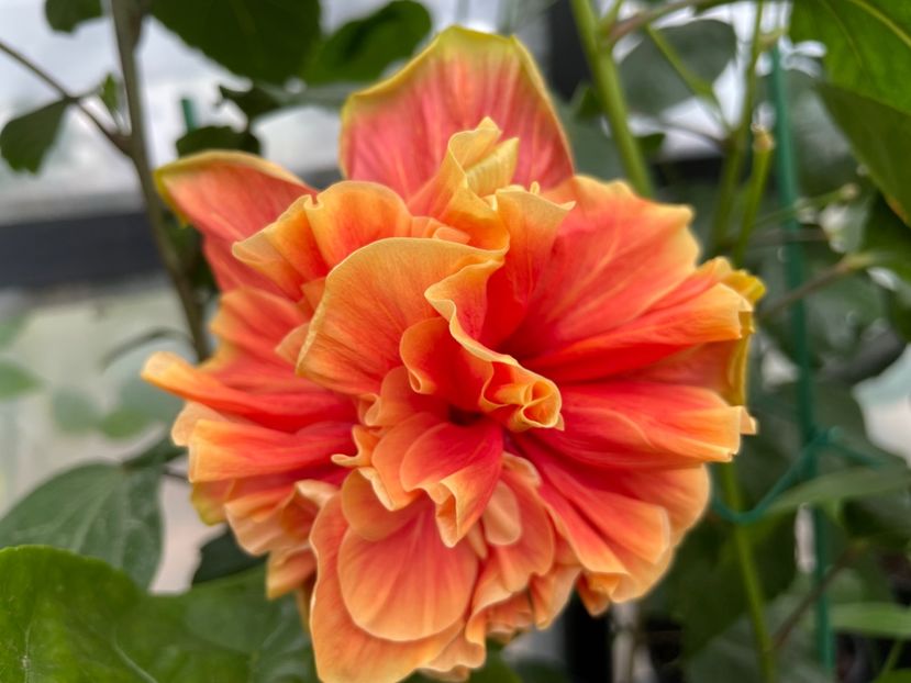  - 0006 - Hibiscusi 2025 - 2