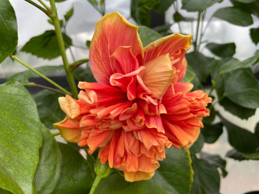  - 0006 - Hibiscusi 2025 - 2