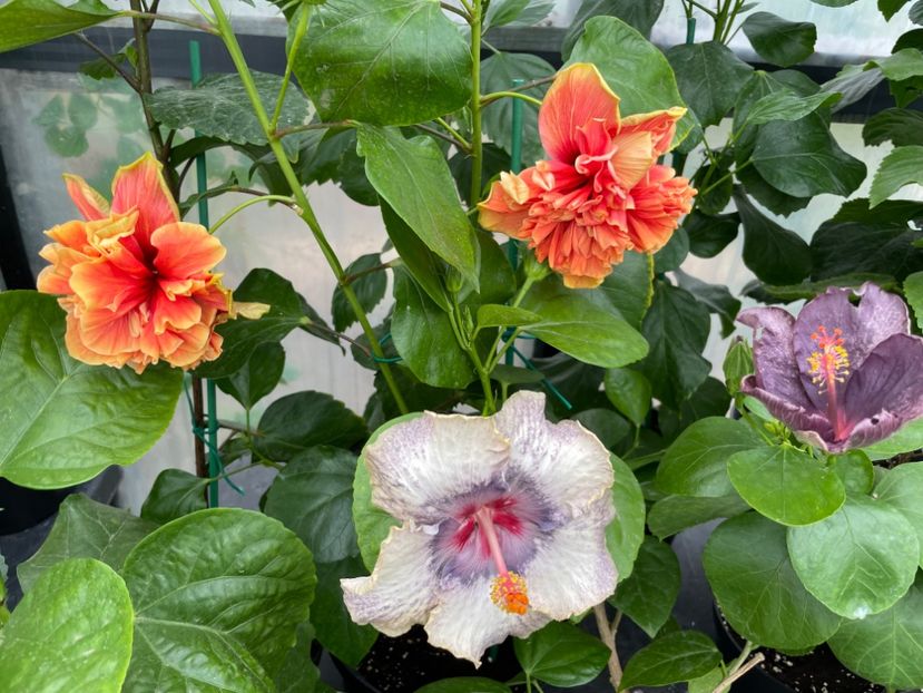  - 0006 - Hibiscusi 2025 - 2