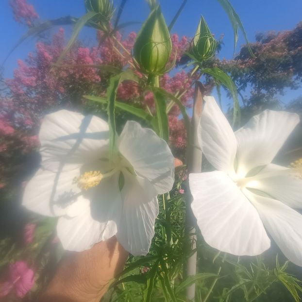 hibi coccineus alb 15lei - aaPlante ornamentale disponibile