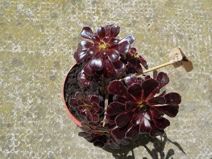  - aeonium arboreum