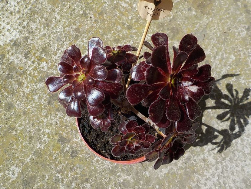  - aeonium arboreum