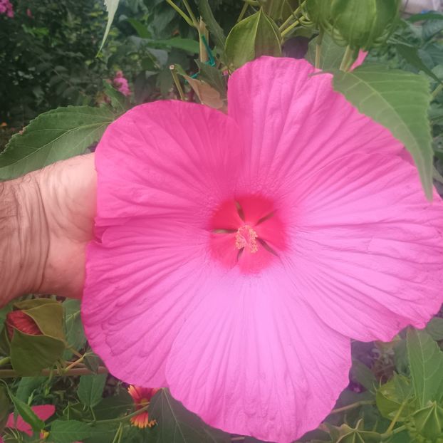 hibi moscheutos coral 25lei - aaPlante ornamentale disponibile