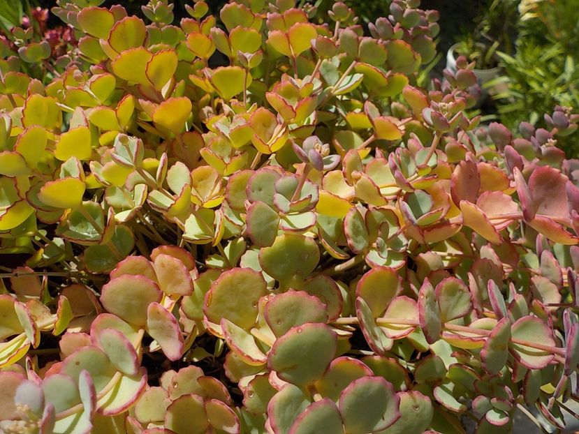  - sedum sieboldii