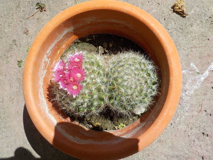  - mammillaria bocasana
