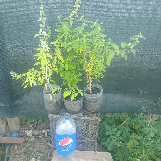 caryopteris variegat 40cm-25lei - aaPlante ornamentale disponibile