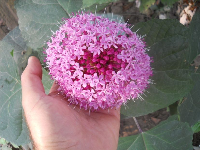 clero bungei - aaPlante ornamentale disponibile