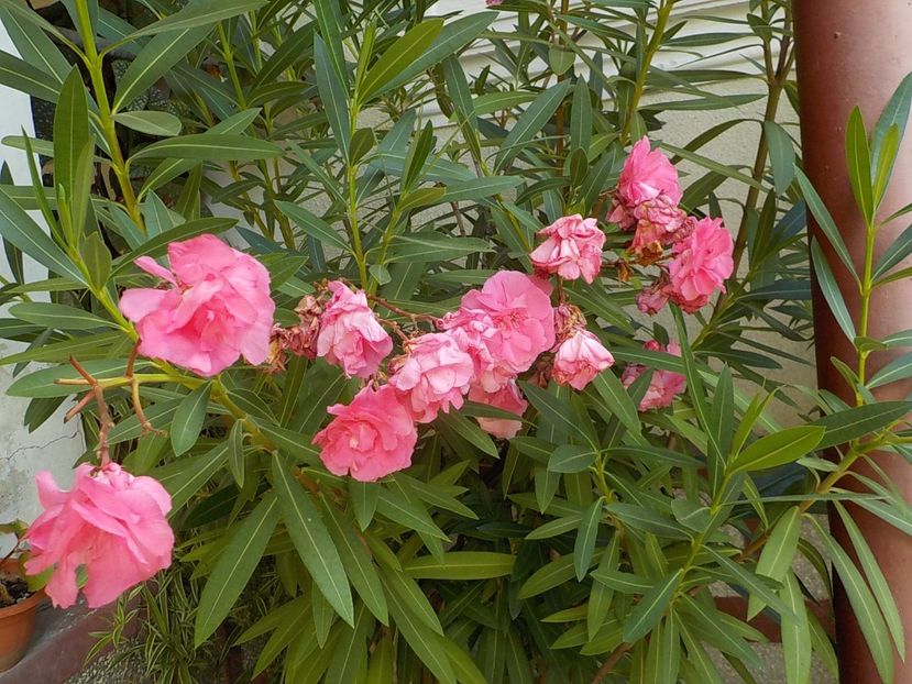  - roseum plenum 21