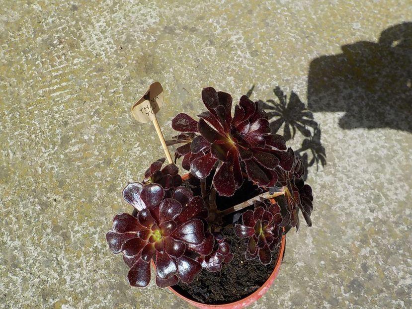  - aeonium arboreum