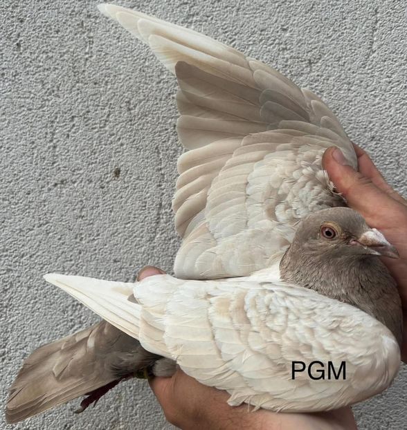  - Nu îmi aparțin 10