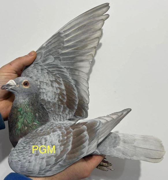  - Nu îmi aparțin 10