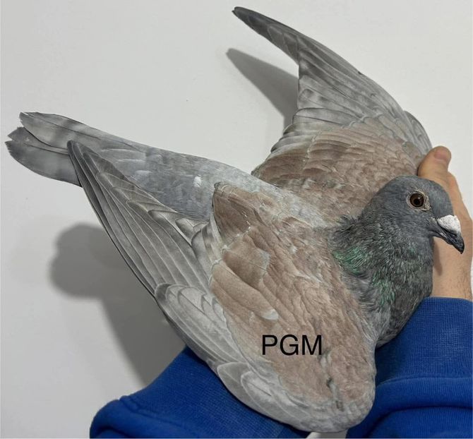  - Nu îmi aparțin 10