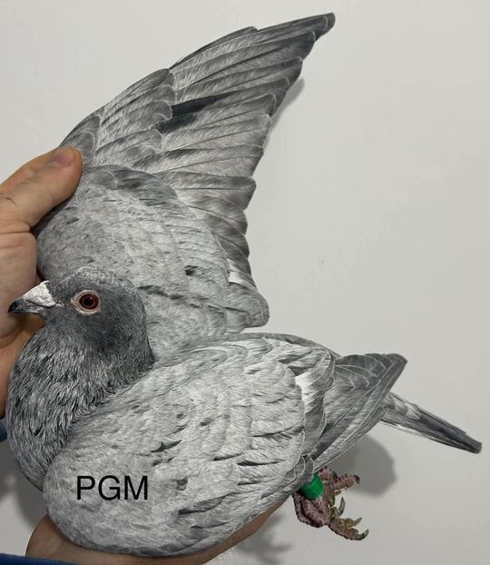  - Nu îmi aparțin 10