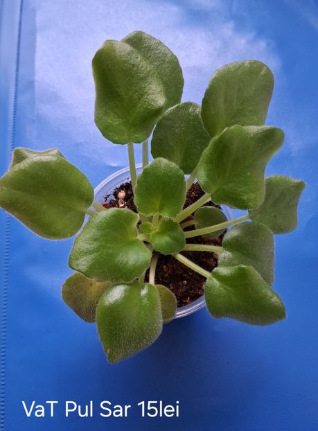  - APui de violete de colecție de vânzare Septembrie 2025