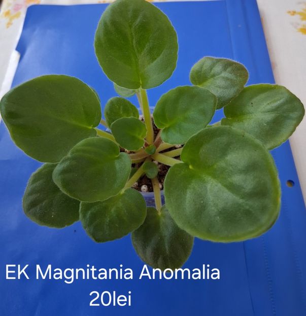  - APui de violete de colecție de vânzare Septembrie 2025